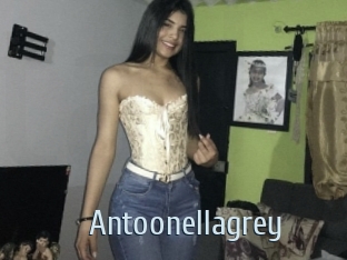 Antoonellagrey